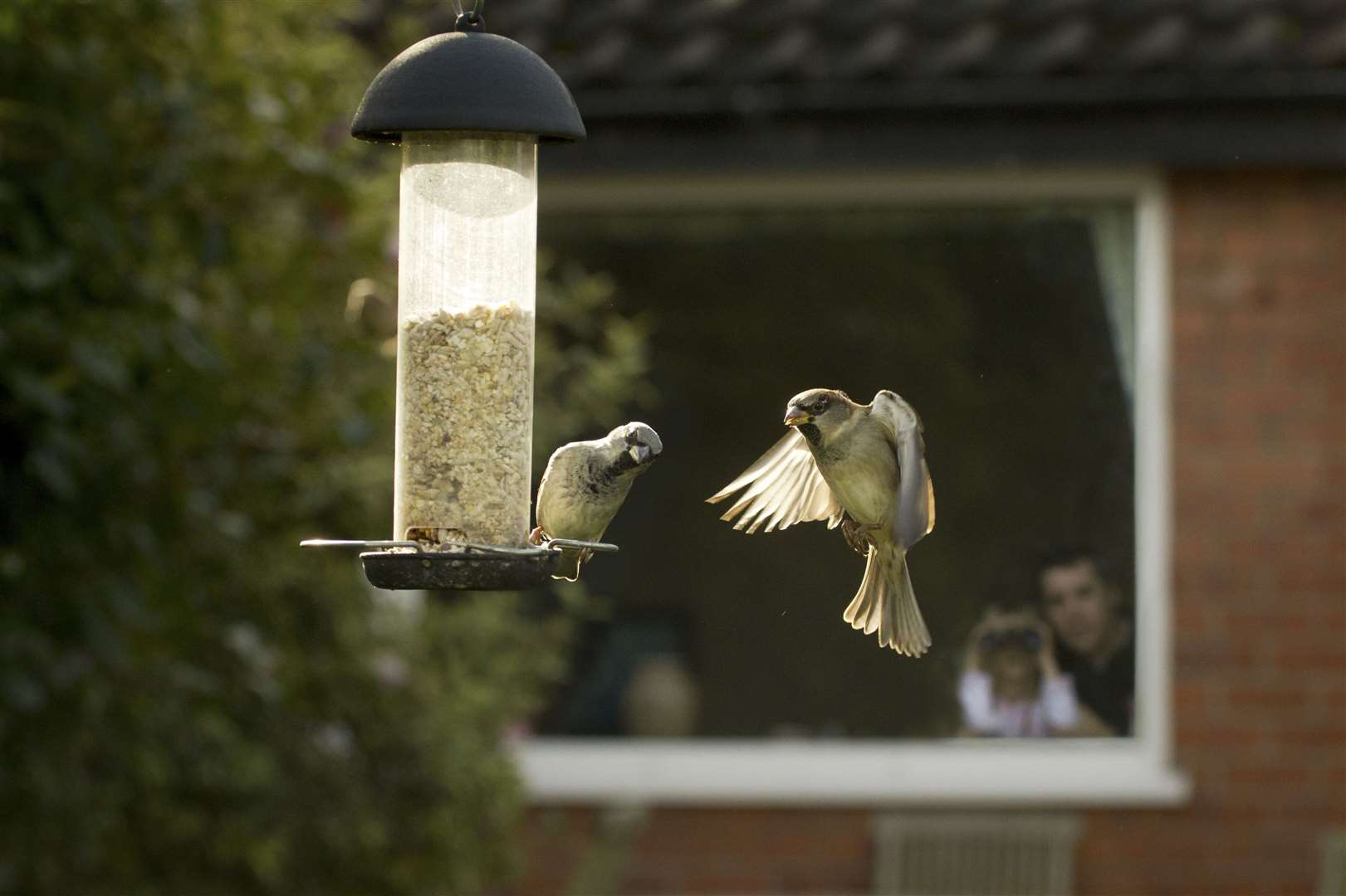 House sparrows visit a garden for breakfast