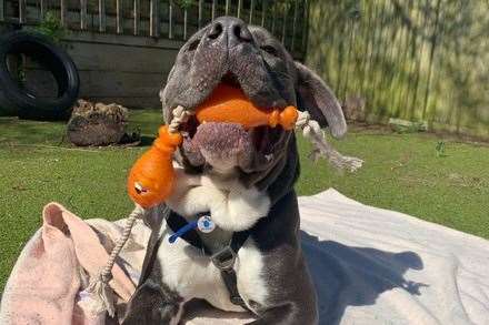 Gus enjoying his picnic at Battersea Brands Hatch. Picture: Battersea Brands Hatch