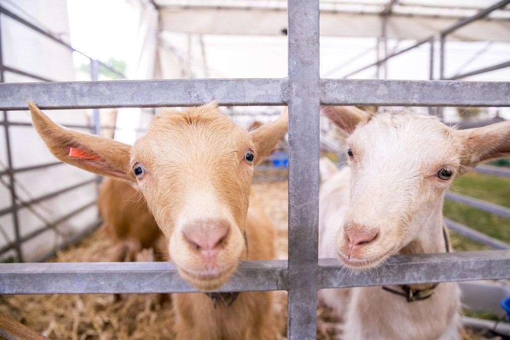 Kent County Show is expecting around 77,000 visitors this year