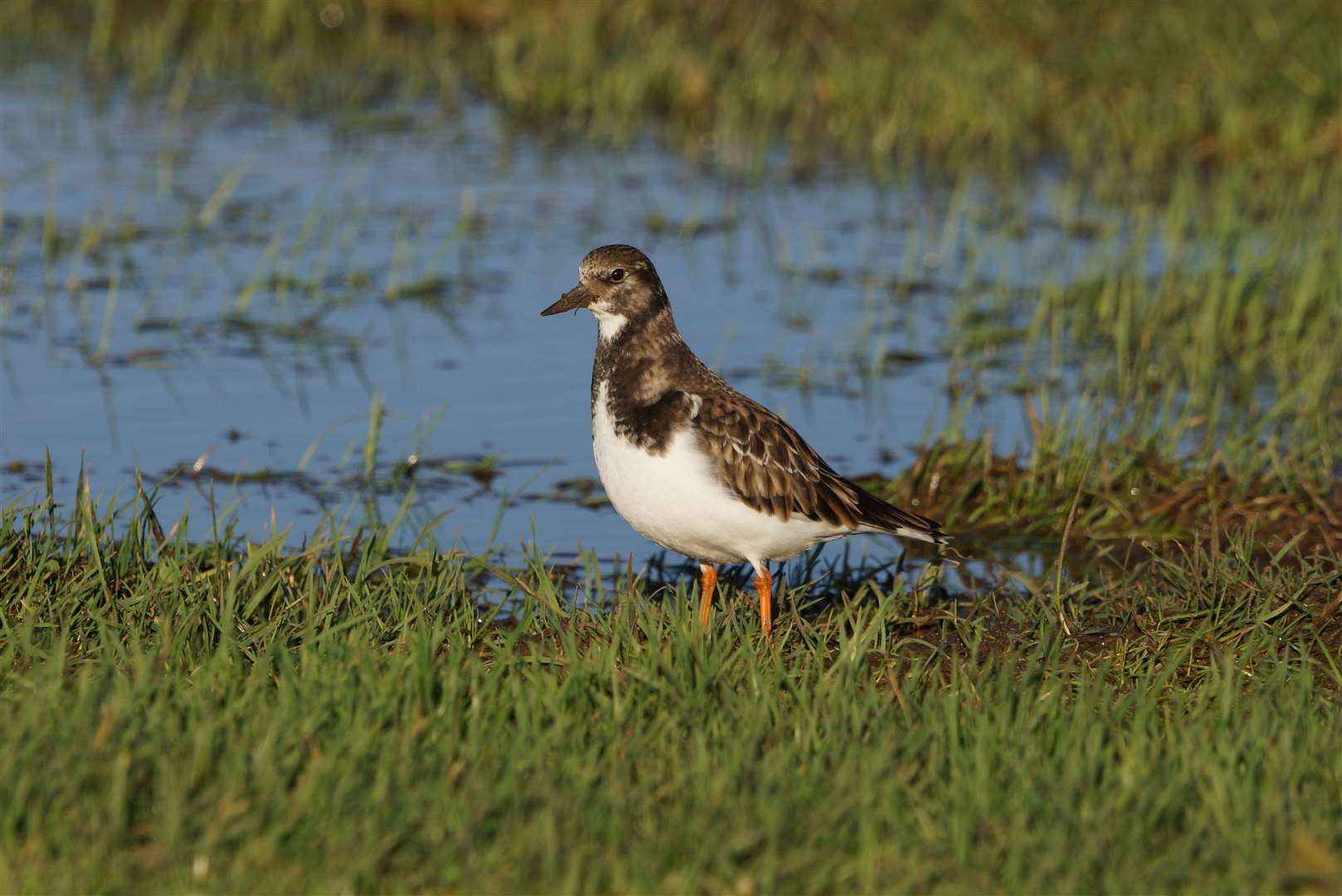 Turnstones can be spotted at Seasalter. Picture: Phil Haynes