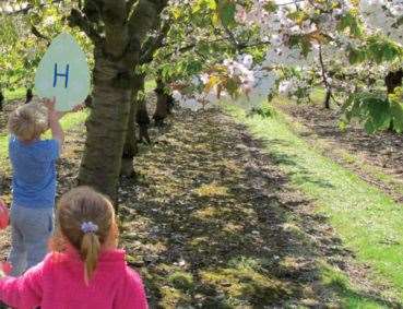 The Easter trail at Brogdale near Faversham