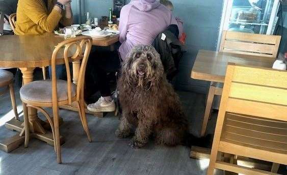 This huge ball of brown fluff is Benjy, who was in with his family on the table next to us – I’m pleased to say he was on his very best behaviour the whole time he was in