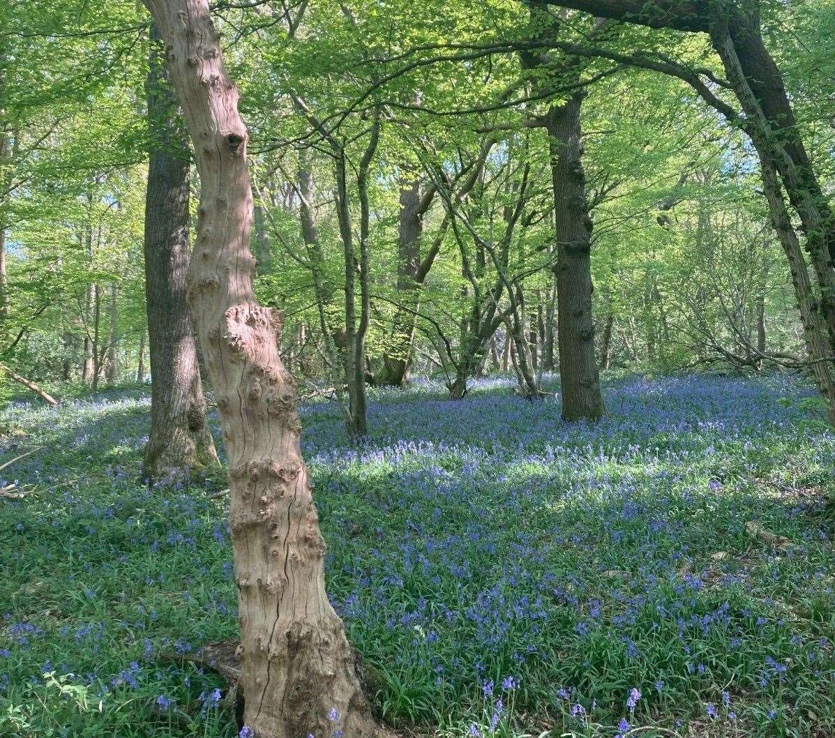 Firm John Clegg and Co is marketing Covert Wood, near Canterbury. Picture: John Clegg and Co