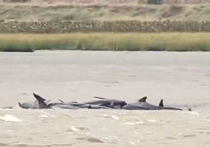 The pod of pilot whales were stranded. Picture: Mark Chidwick