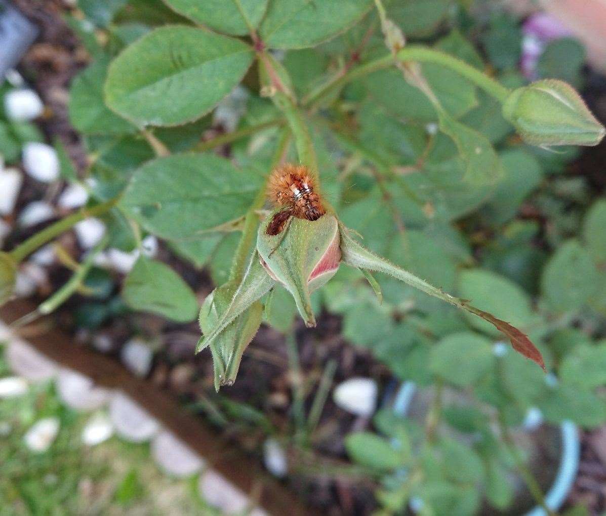 A brown-tail moth caterpillar has been found in a Folkestone garden (51045104)