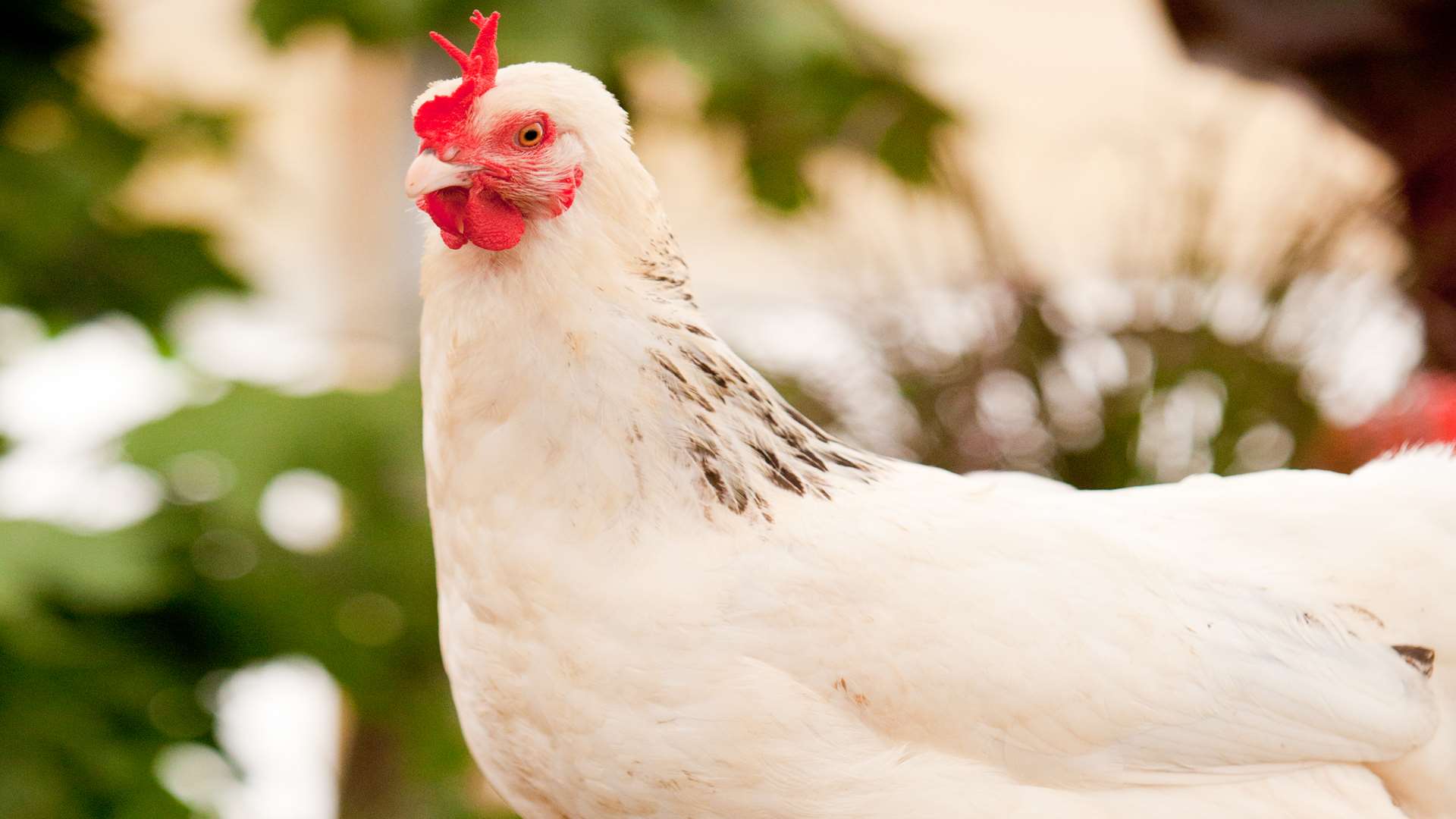 The men were employed as chicken catchers. Stock image