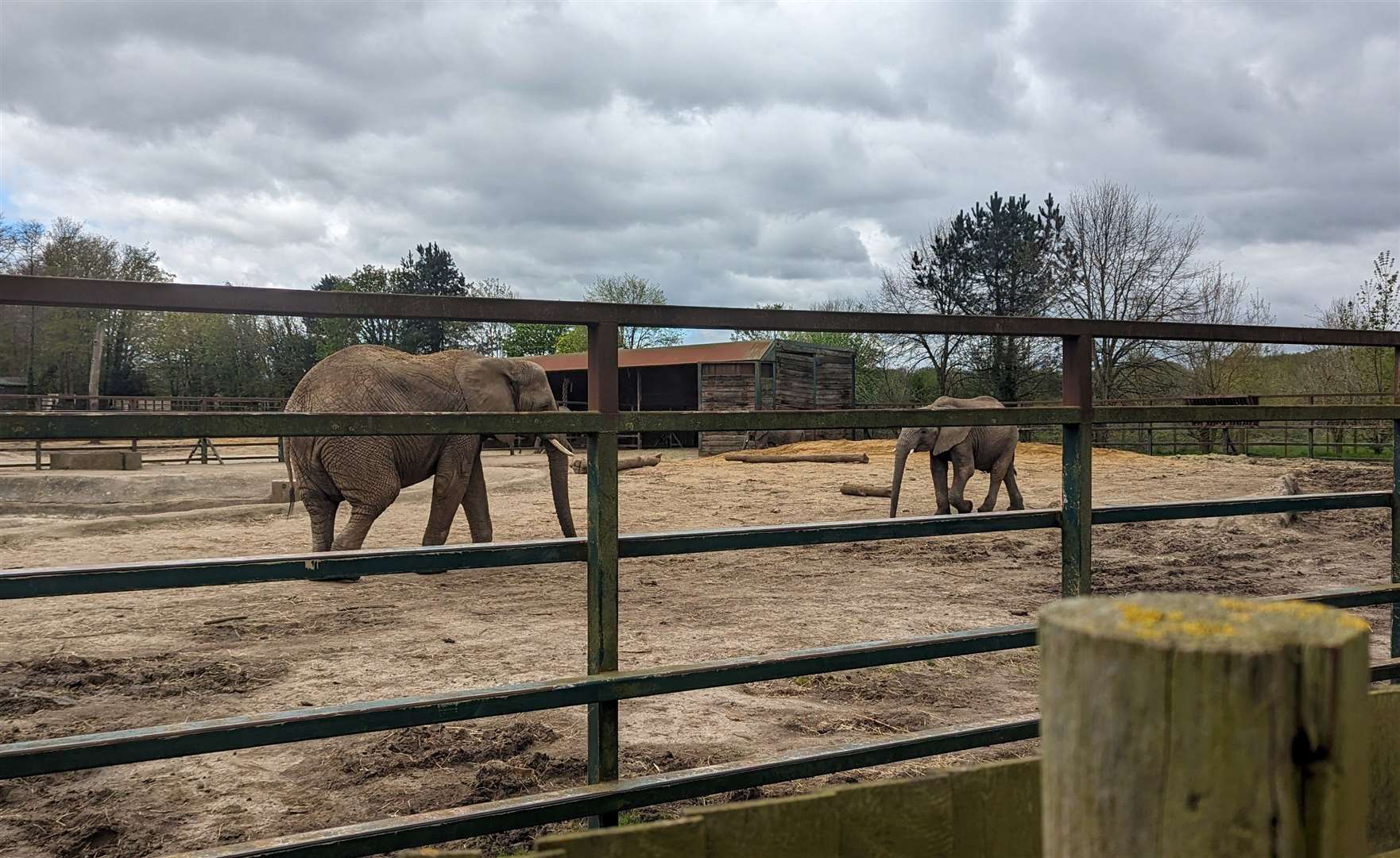 The footpath through Howletts provides great views of these majestic creatures