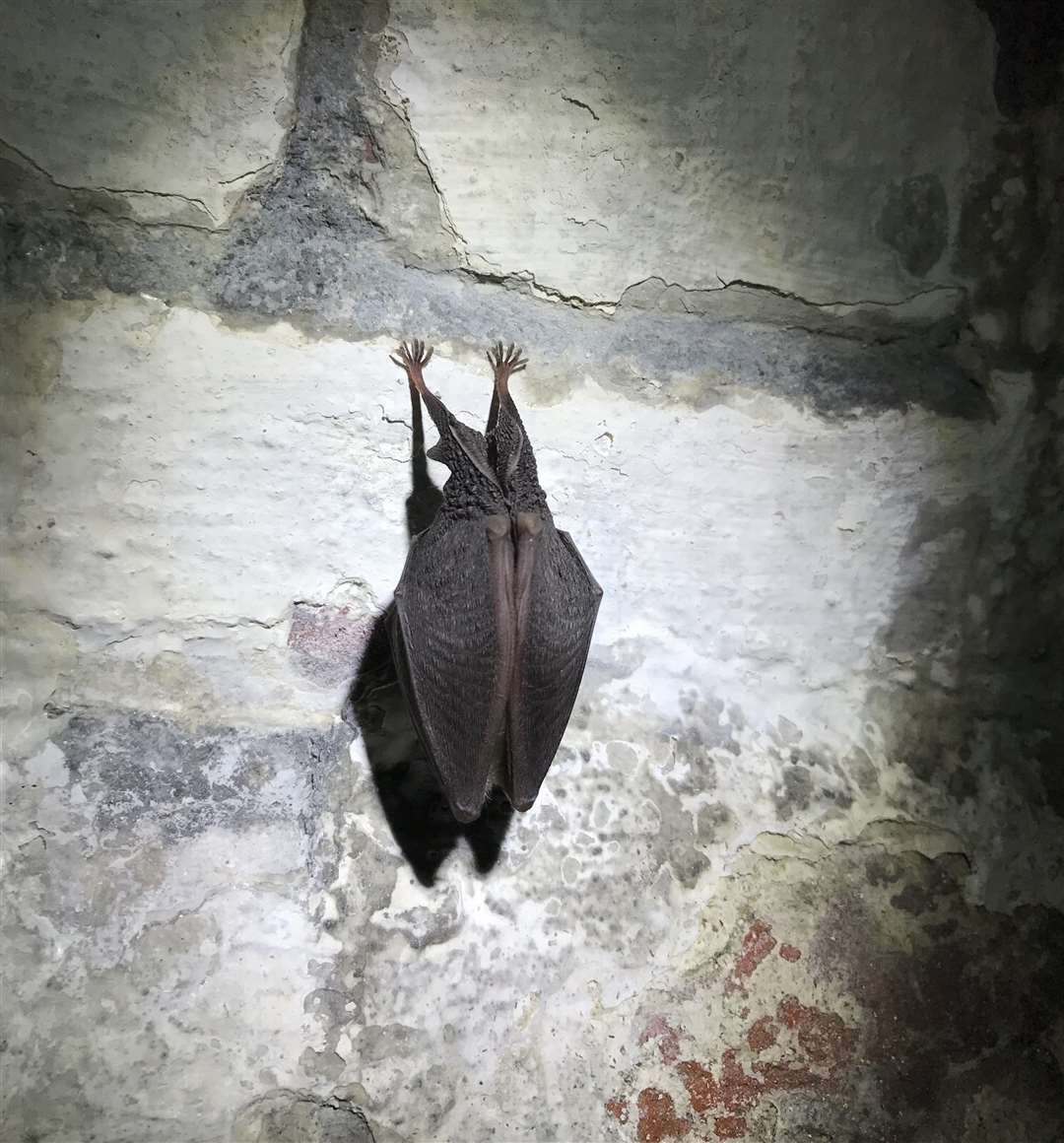 A horseshoe bat roosting Picture: Claire Munn (43940621)