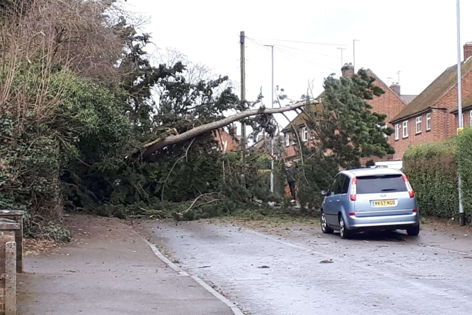 The likelihood of trees falling on Friday is high