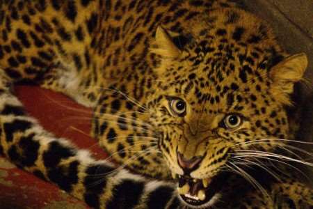 Tairi the Chinese leopard is still a little fiesty after his long journey, but is settling in well at the WHF. Picture: Mark Edgerly