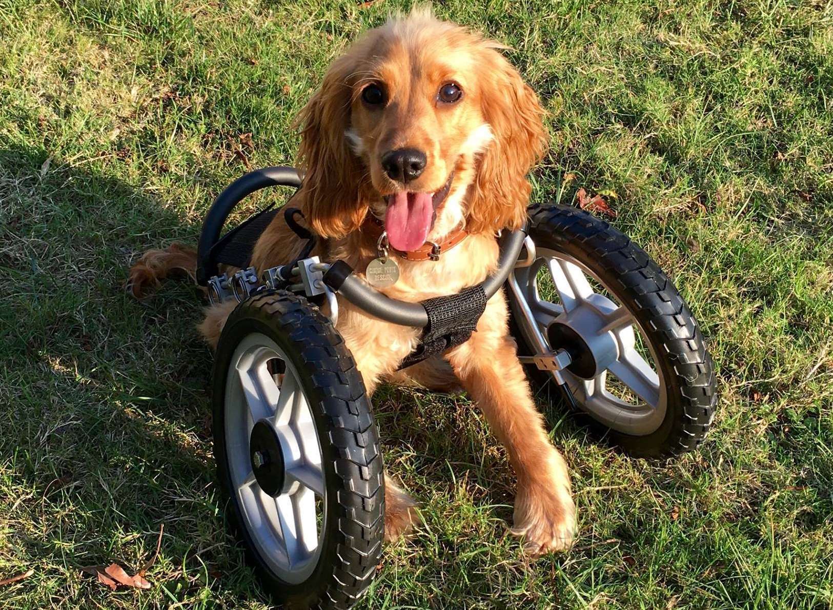 Wanda trying her new wheels out on the grass