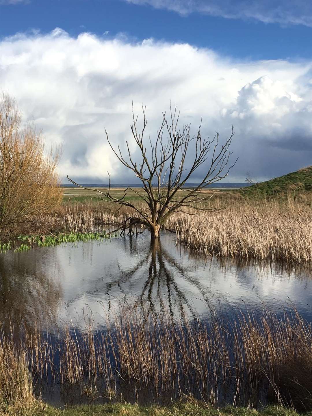 Elmley Nature Reserve on Sheppey. Picture: John Nurden