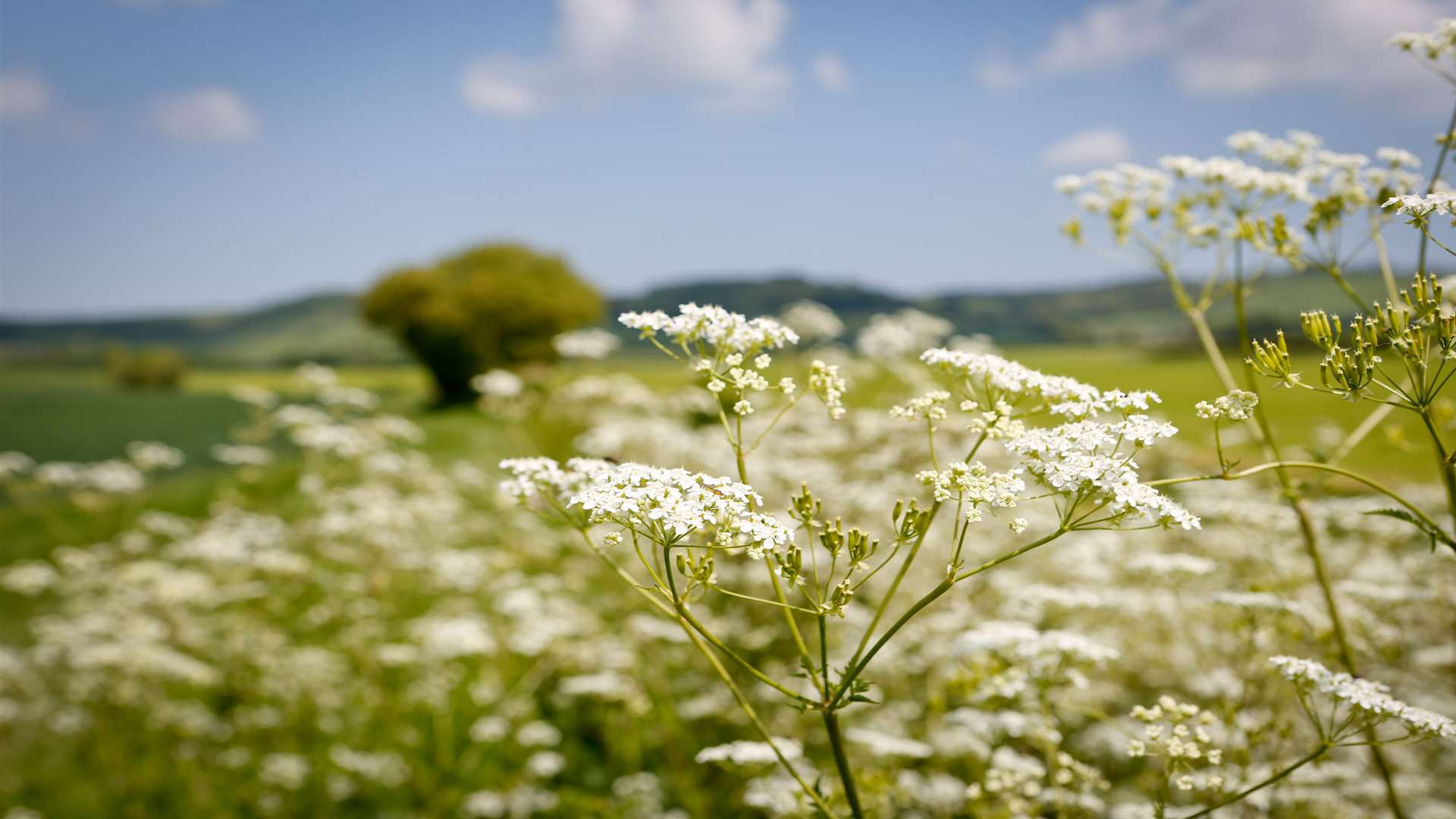 The Kent Downs are officially outstandingly beautiful