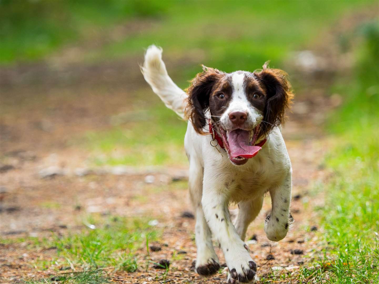 Your dog will enjoy the Big Dog Walk as much as you