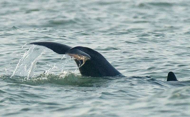 Dave the Dolphin's injured tail. Picture: Terry Whittaker