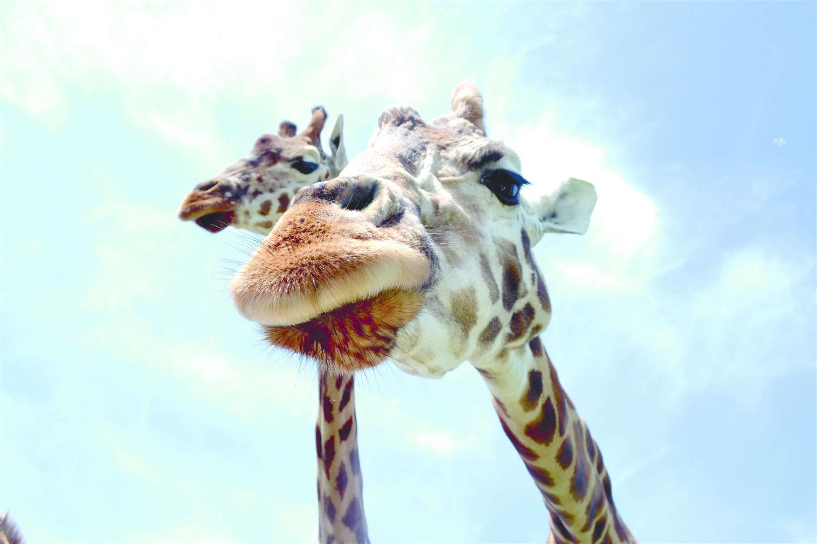 Giraffes at Port Lympne