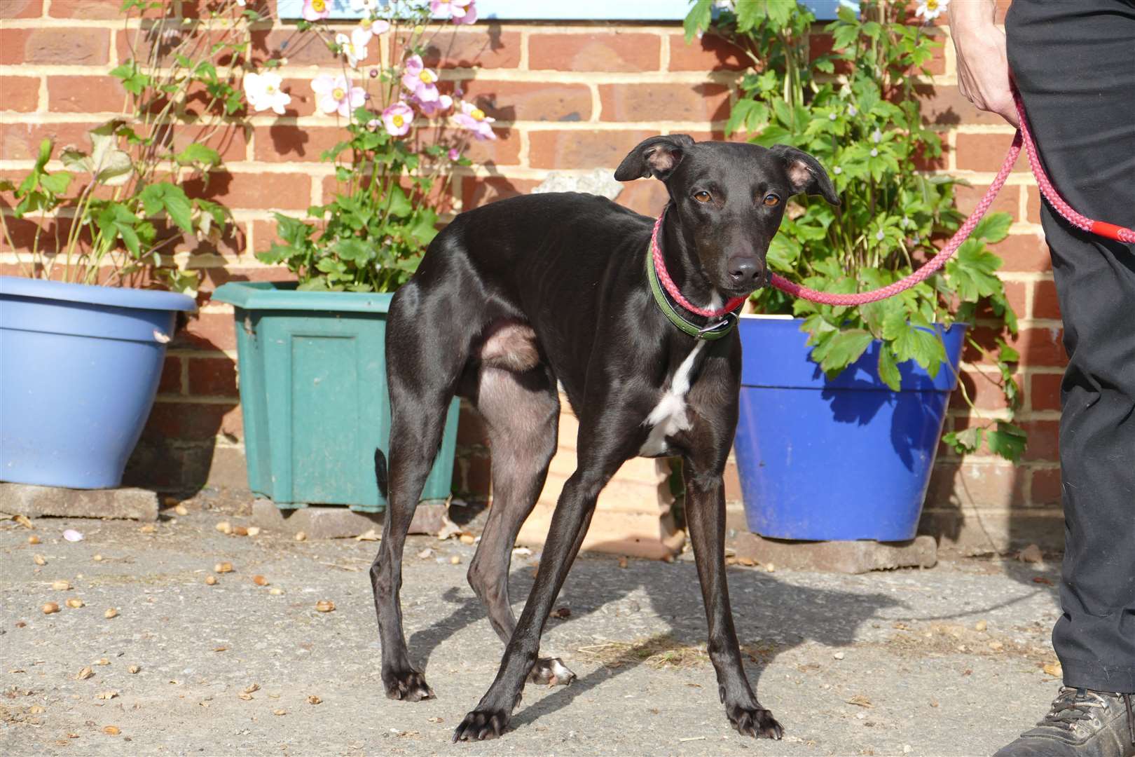 Lurcher Jet is being looked after at the Lord Whisky