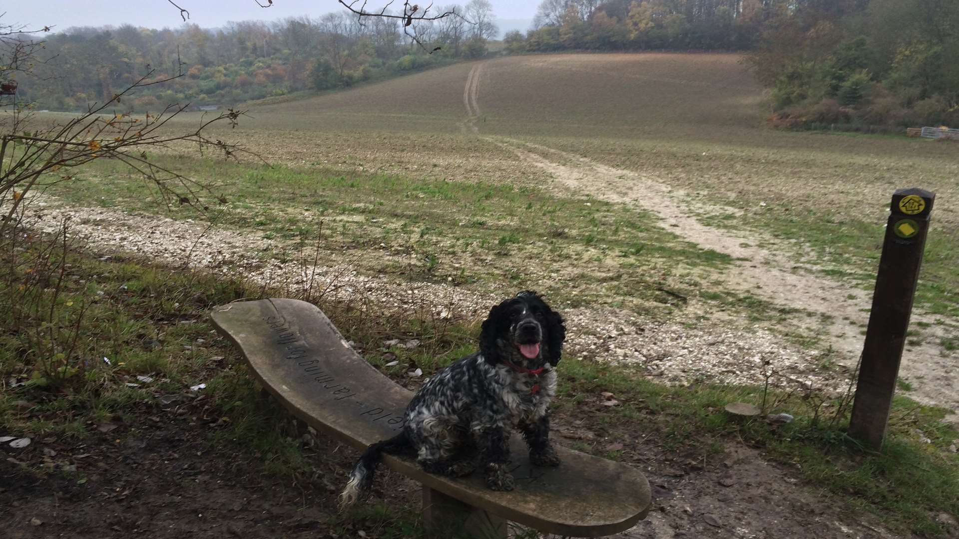 Lee Winter's dog Piper stops to look back along Cuxton Heritage Trail