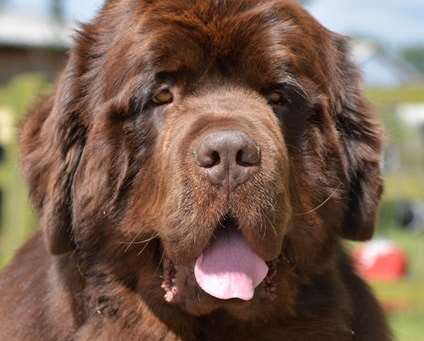 Buzz the Newfoundland, appeared as Chewbacca in a Star Wars spoof