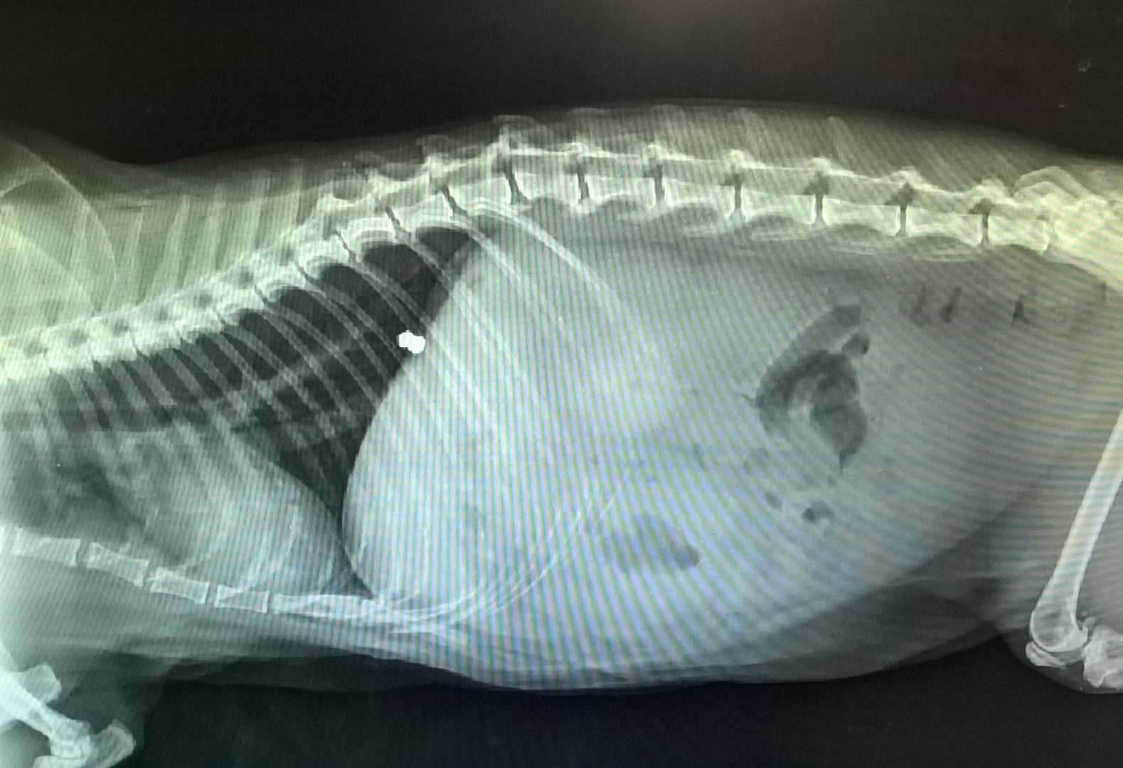 An X-ray showing the air rifle pellet