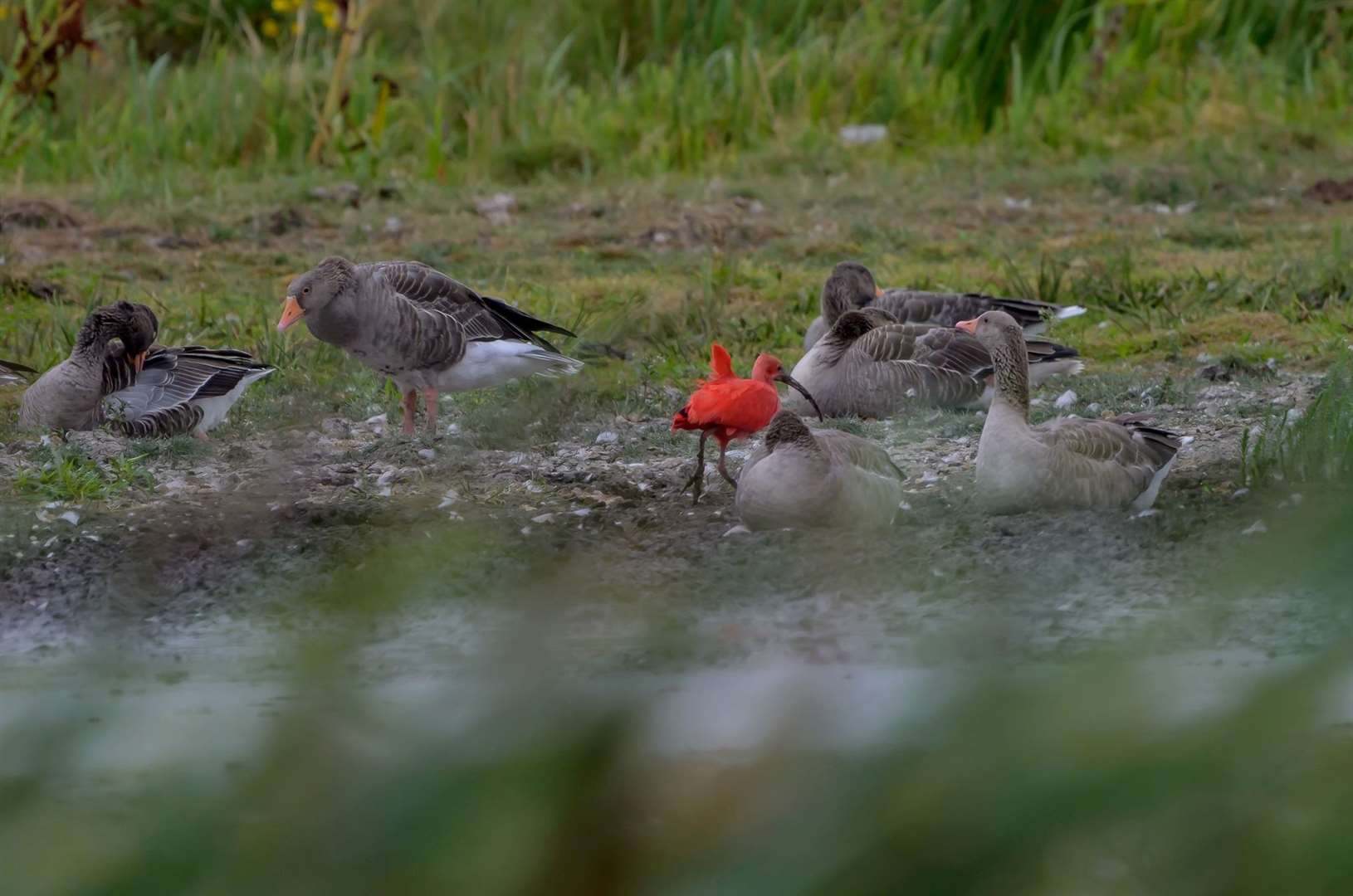 The scarlet ibis at Stodmarsh Nature Reserve. Picture: Gaz Foreman