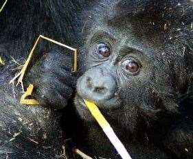 Louango, a baby gorilla at Port Lymnpe, is celebrating his first birthday