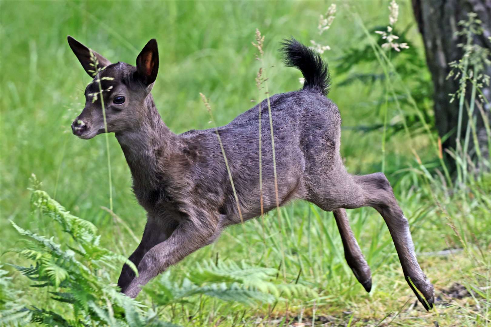 Bonnie was born at Wildwood Wildlife Park. Picture: Wildwood Trust