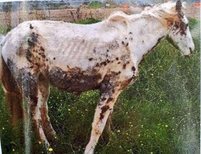 A horse was seized by police earlier this month. Picture: @kentpolicerural