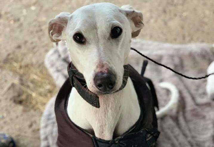 The dog was found in Seasalter this morning. Picture: Annie Russell-Brooks (6761470)