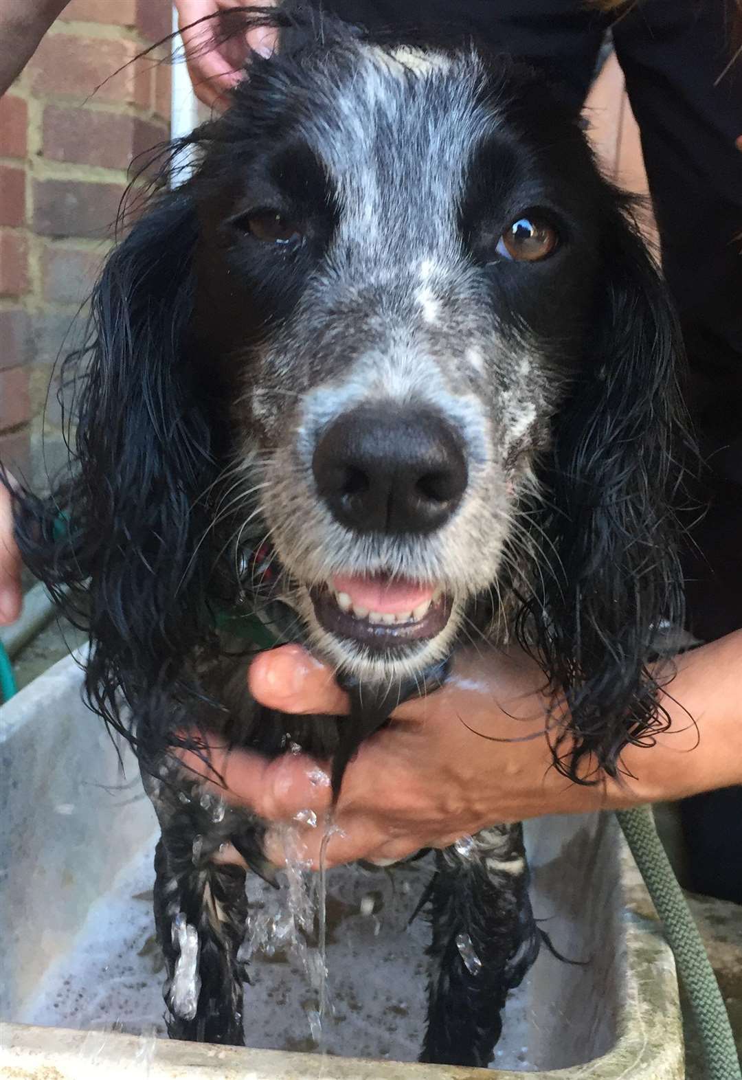 Black and white Spaniel Molly was with Chris Fisher when he was reported missing. (6332278)