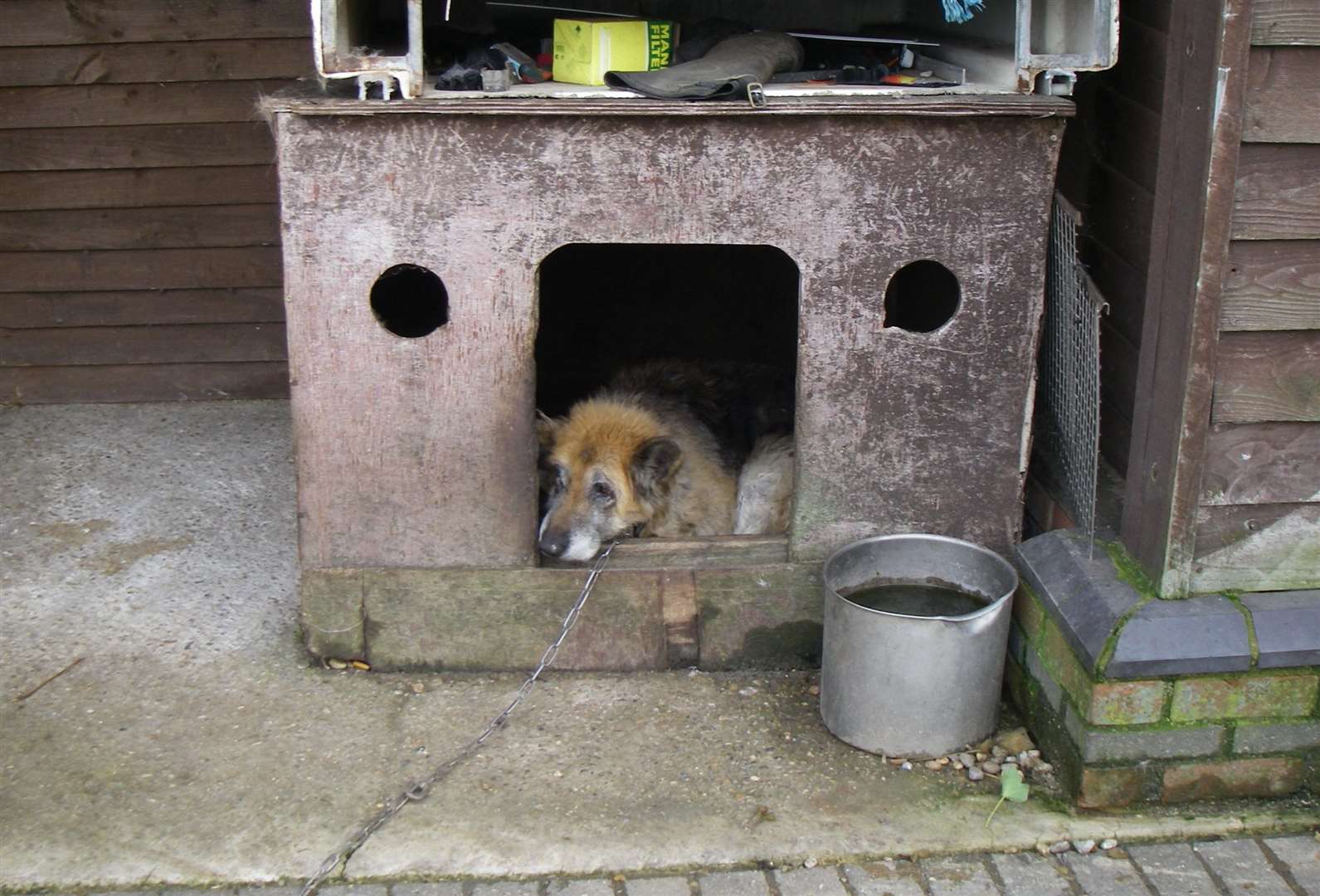 This elderly German Shepherd had to be put down after it was found with skin disease, muscle wastage and weak back legs. Picture: RSPCA