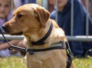 Police dog Hector who took part in a Dartford drugs raid. Picture: Kent Police