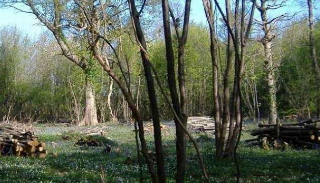 Dozens of trees will be felled at Larkey Valley Woods, Chartham, near Canterbury. Picture: Canterbury City Council