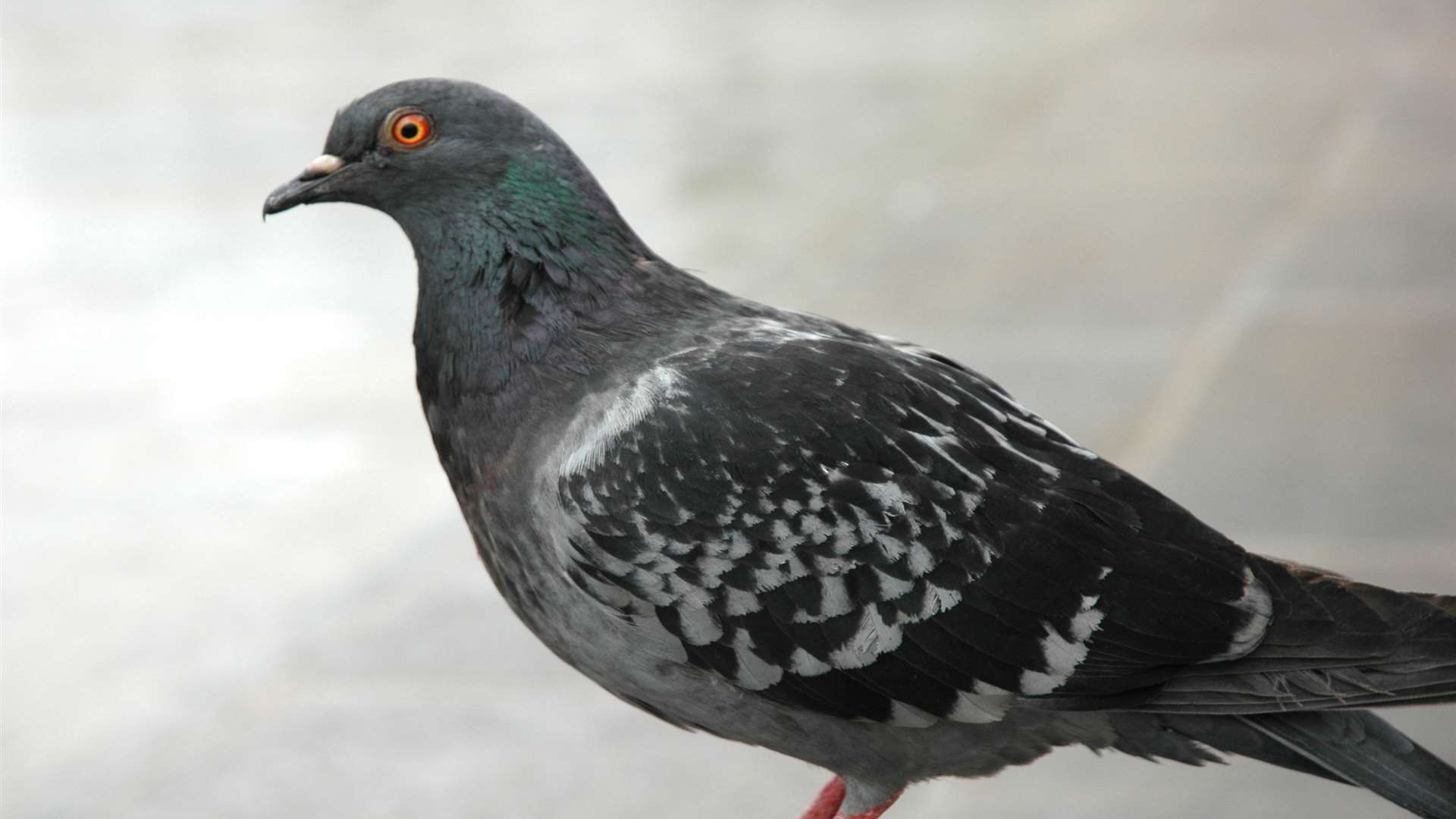 A local pigeon. Stock image