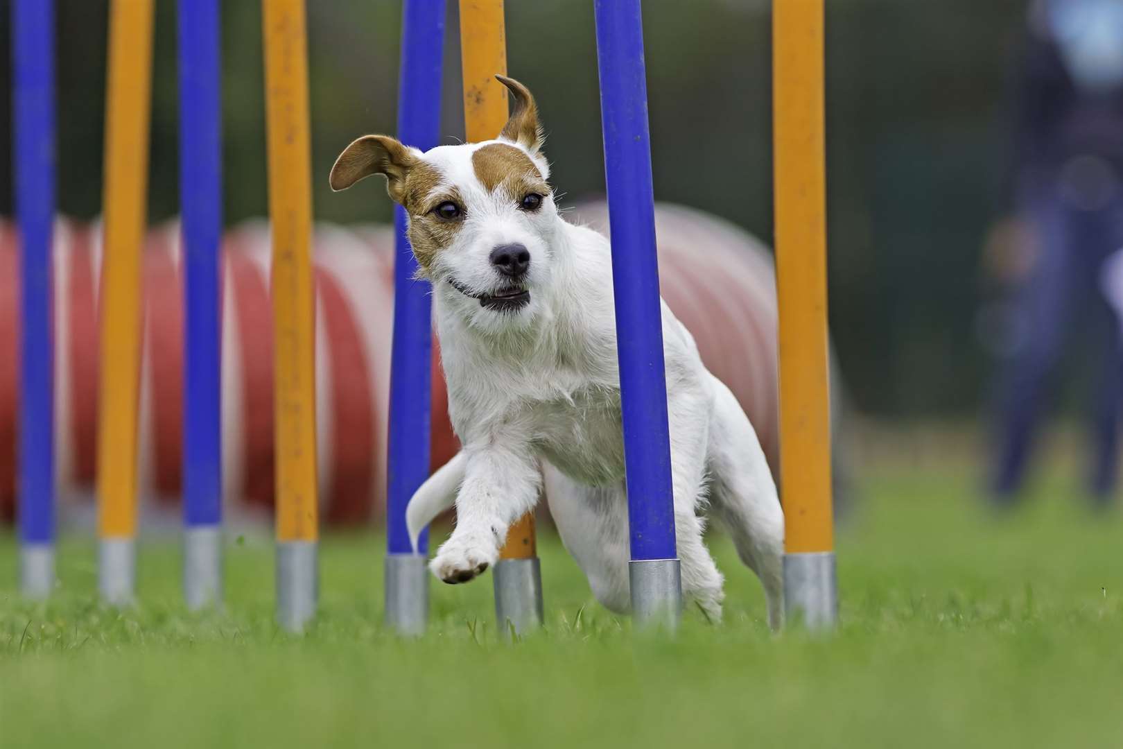 Set up an agility course in the garden