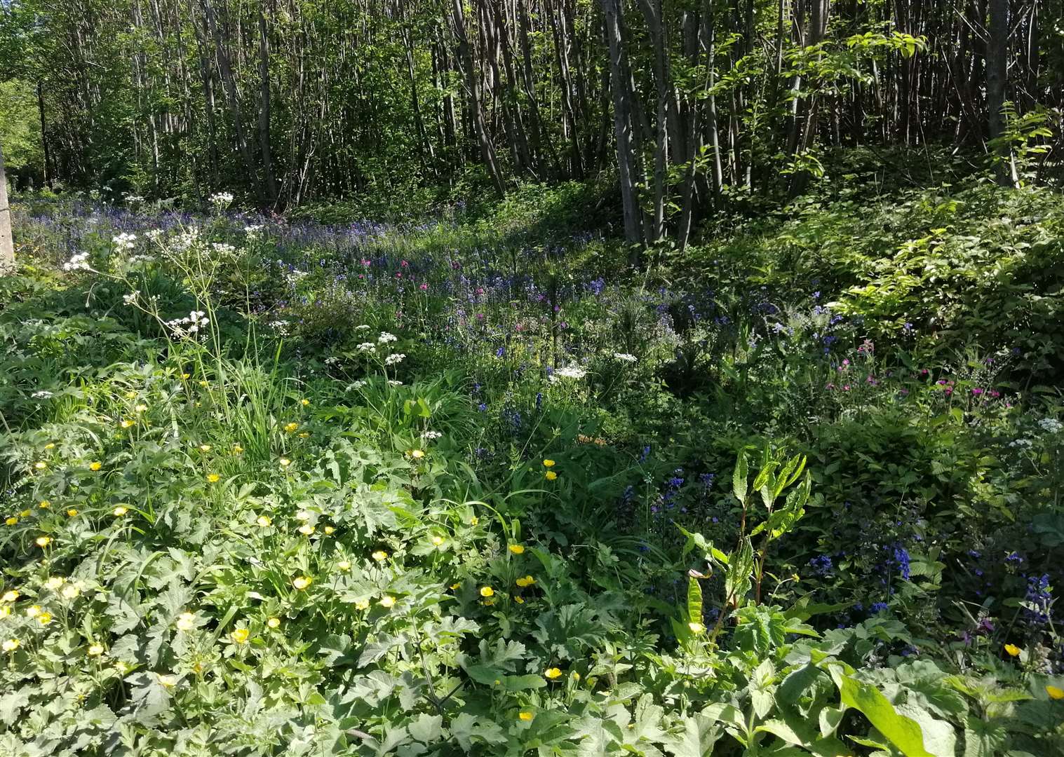 The area off Lenham Road in May 2020, with flowering bluebells Picture: Tony Harwood