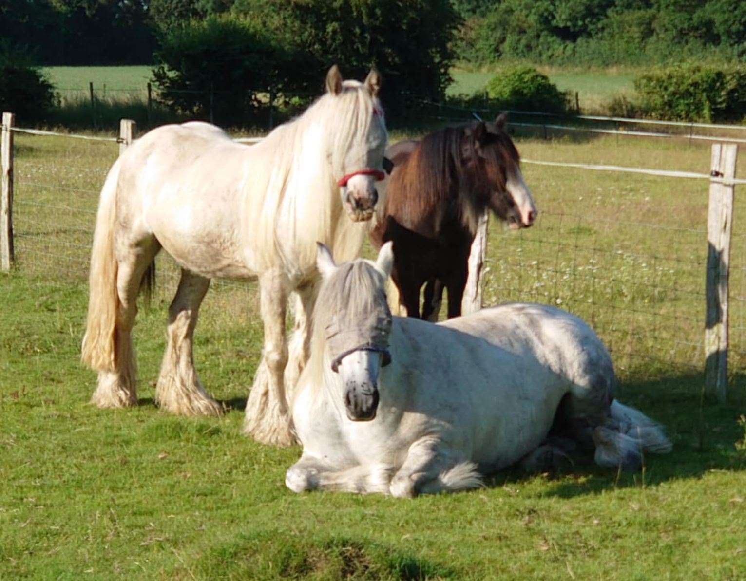 The three horses were taken from the stables in Church Road. Picture: Wendy McLaughlin