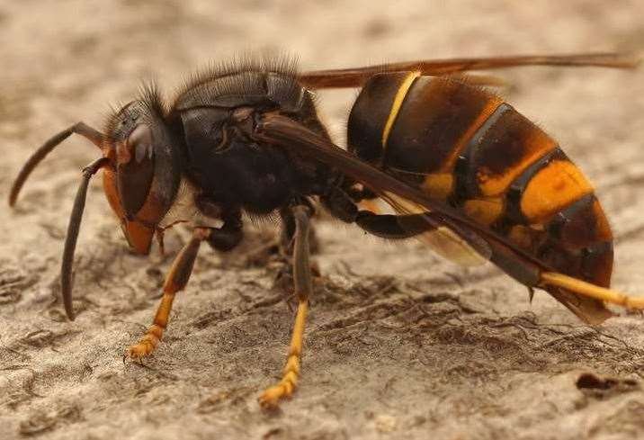 If you see an Asian Hornet, you must report it. iStock image