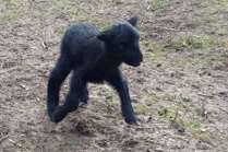 The rare black lamb born at Artisan Rarebreeds in Farningham