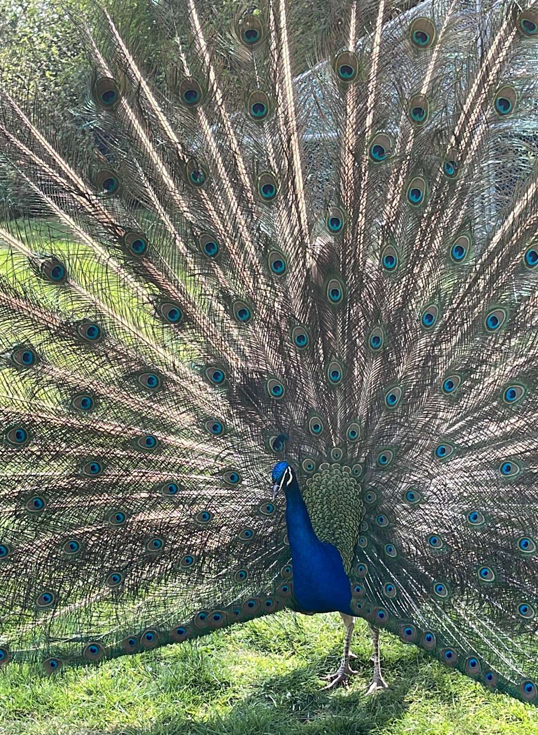 The bright-feathered bird was loved by those in the community. Photo: Macey Michael-Carter