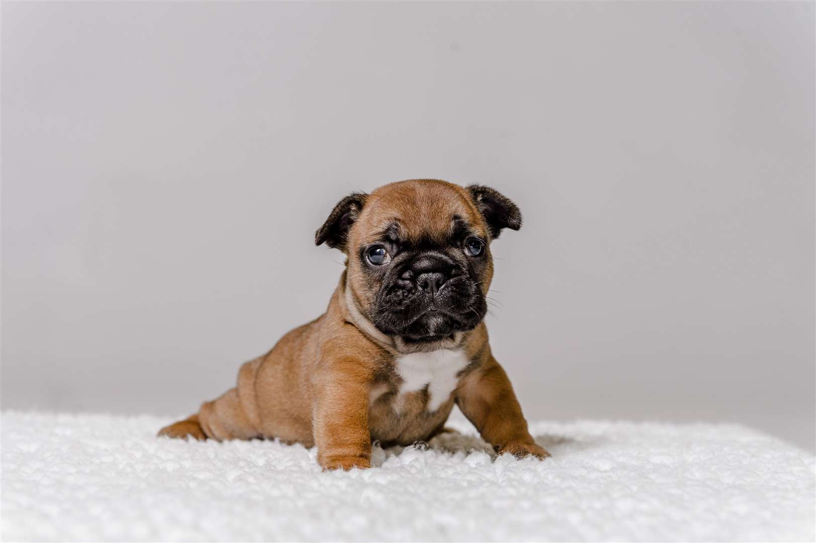 Smuggled pup Gus at a few weeks old. Picture: Martin Phelps Photography Ltd (4815694)