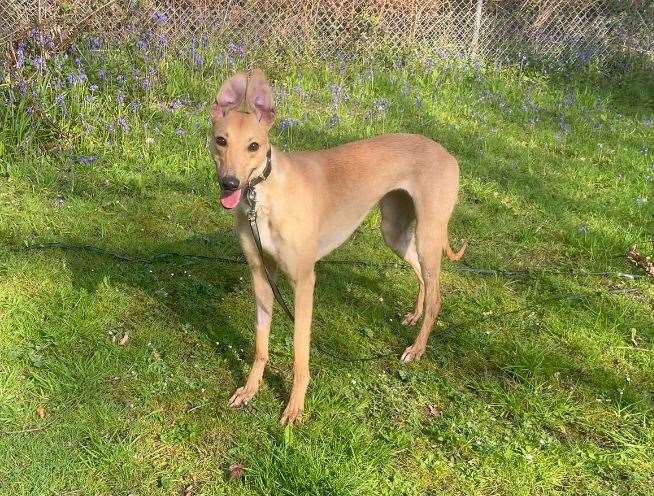 Lexi arrived at the Battersea Brands Hatch rescue centre in Ash as a nervous stray