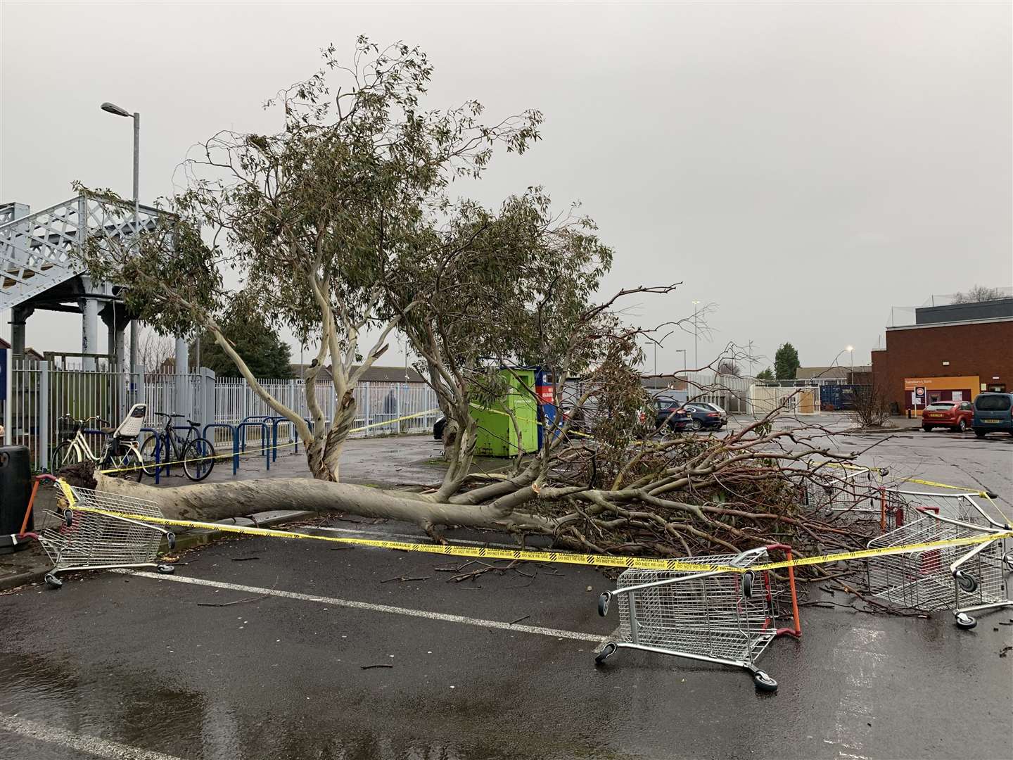 The tree has blocked four car parking spaces