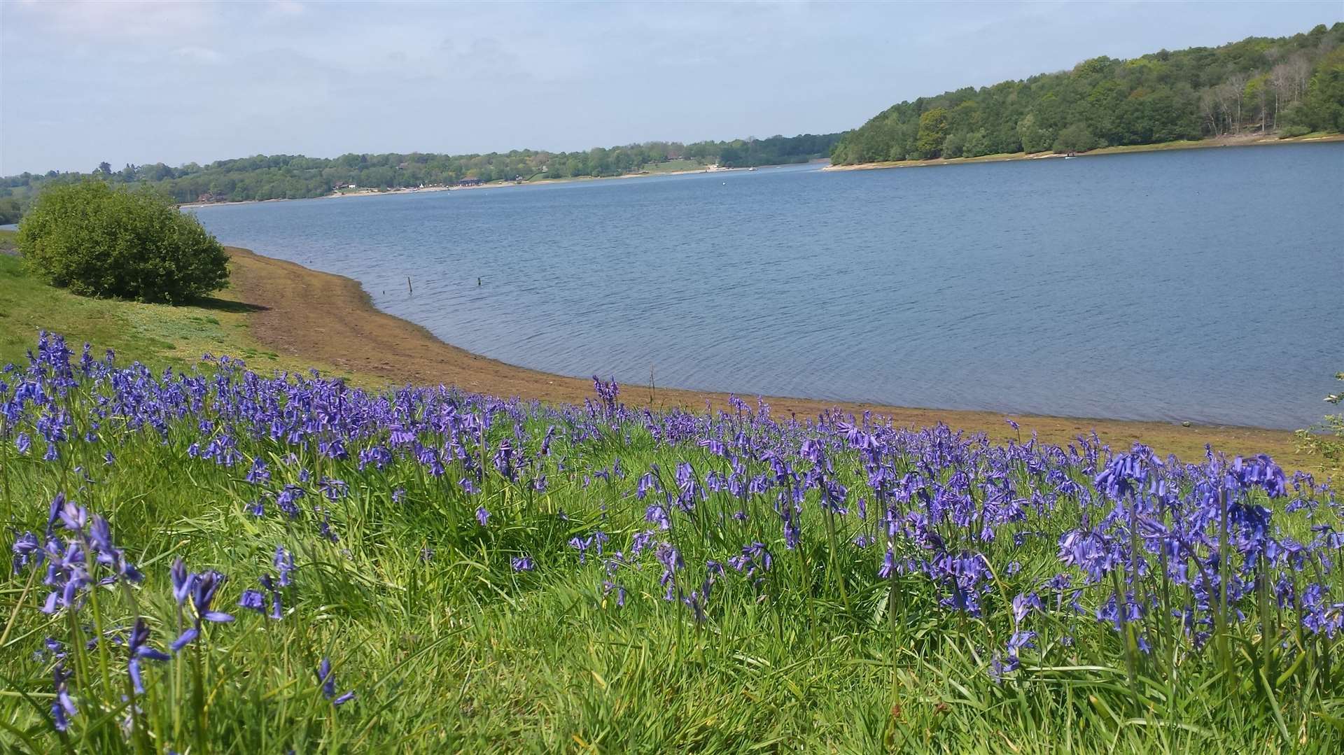 Bluebells at Bewl Water