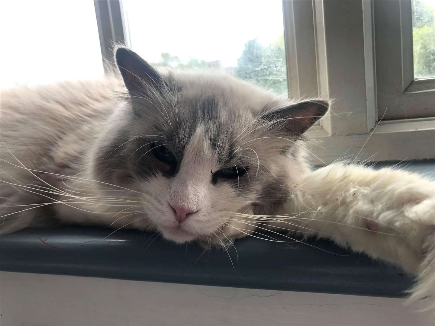 More than a dozen cats will be living in the cafe and the floors above. Picture: Pip Harris