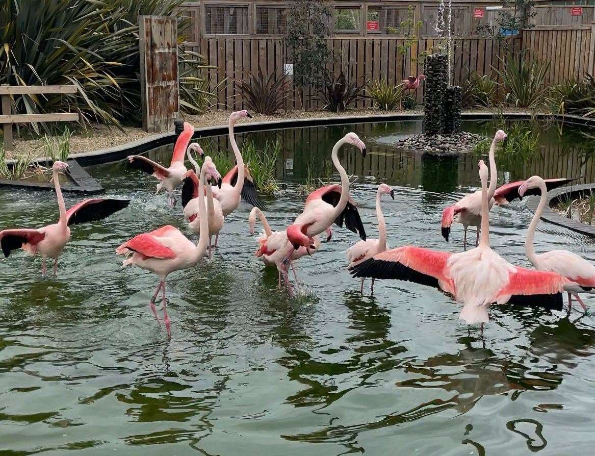 They were splashing around once released. Picture: The Fenn Bell Conservation Project