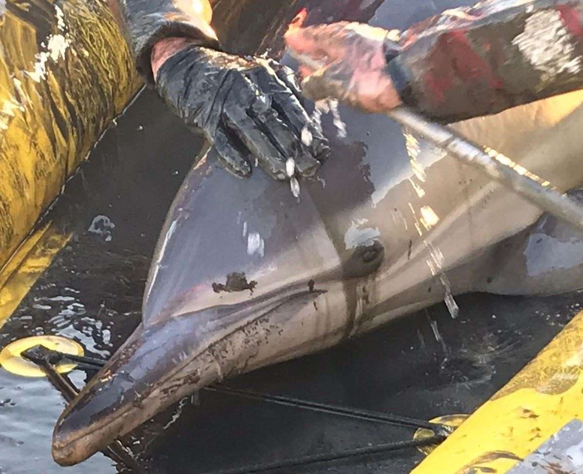 Southend RNLI hovercraft rescues two stranded dolphins along with Gravesend Lifeboat crew safety cover. Picture: RNLI/ Paul Dunt