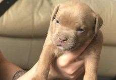 Six puppies were stolen from a property in King Street, Rochester