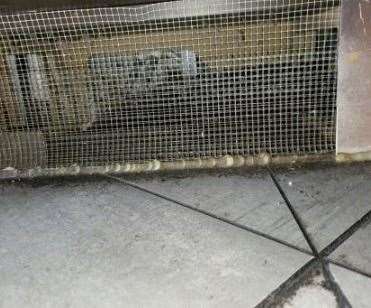 The firm used chicken wire to seal off some areas from the mice