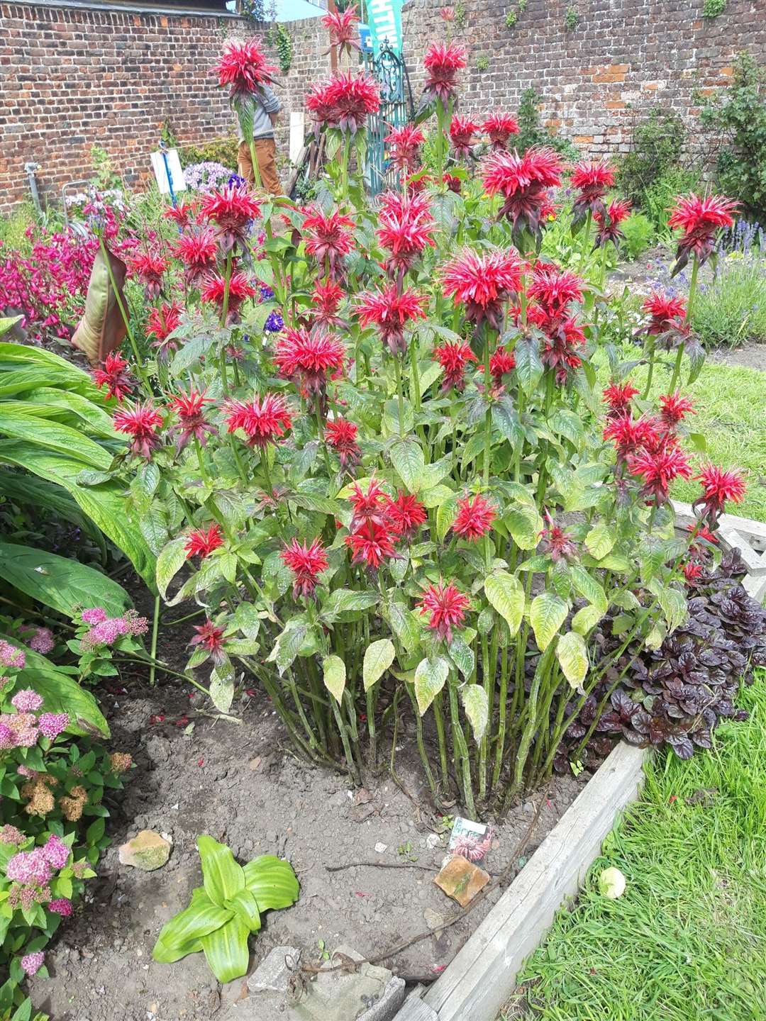 The blooms are still colourful but can withstand the salty and windy conditions by the sea in Deal